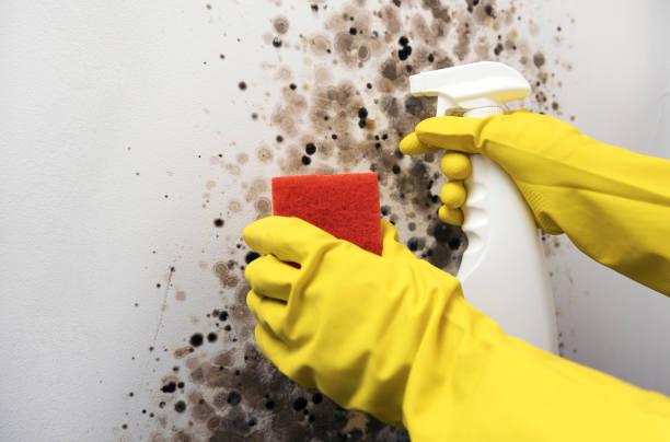 Four Square Mile, CO Mold Removal Company