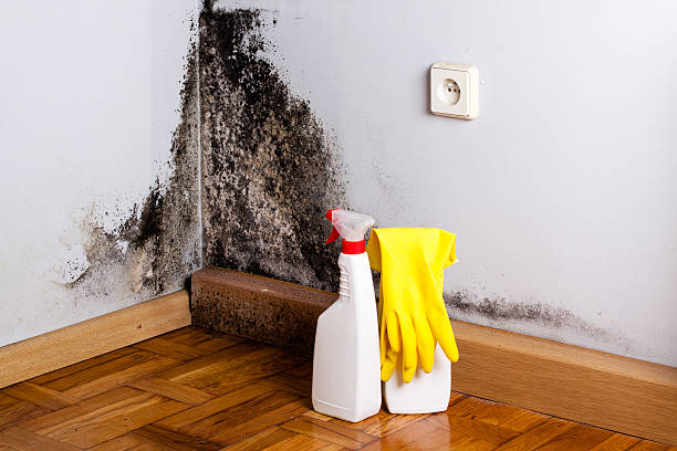 Mold Removal and Inspection in Four Square Mile, CO